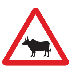 CATTLE